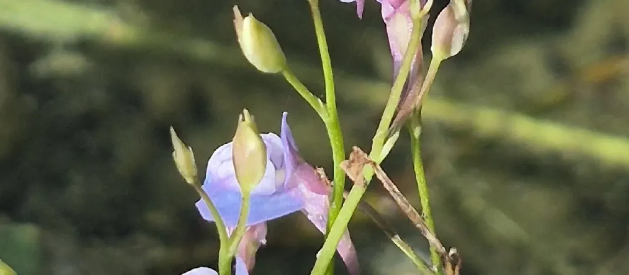 Utricularia graminifolia
