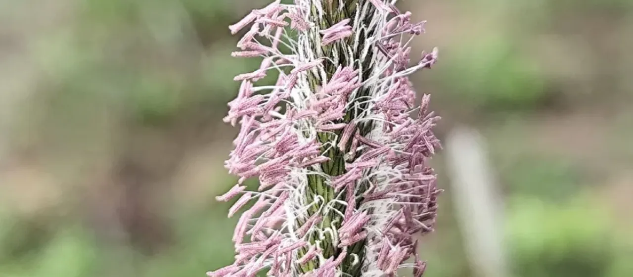 Meadow foxtail