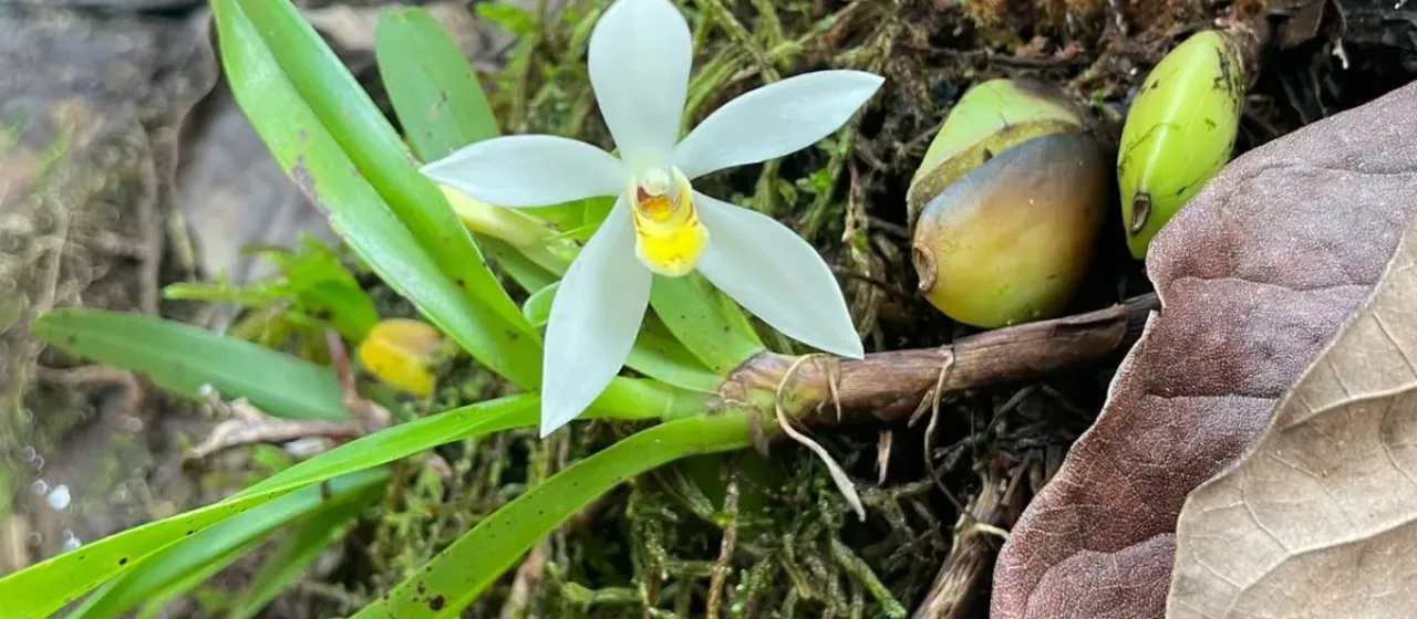 Maxillaria lutescens