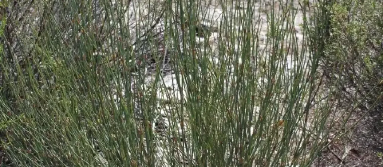 Willdenowia incurvata