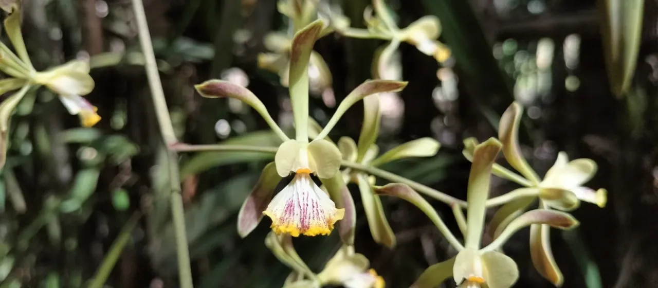 Encyclia alata