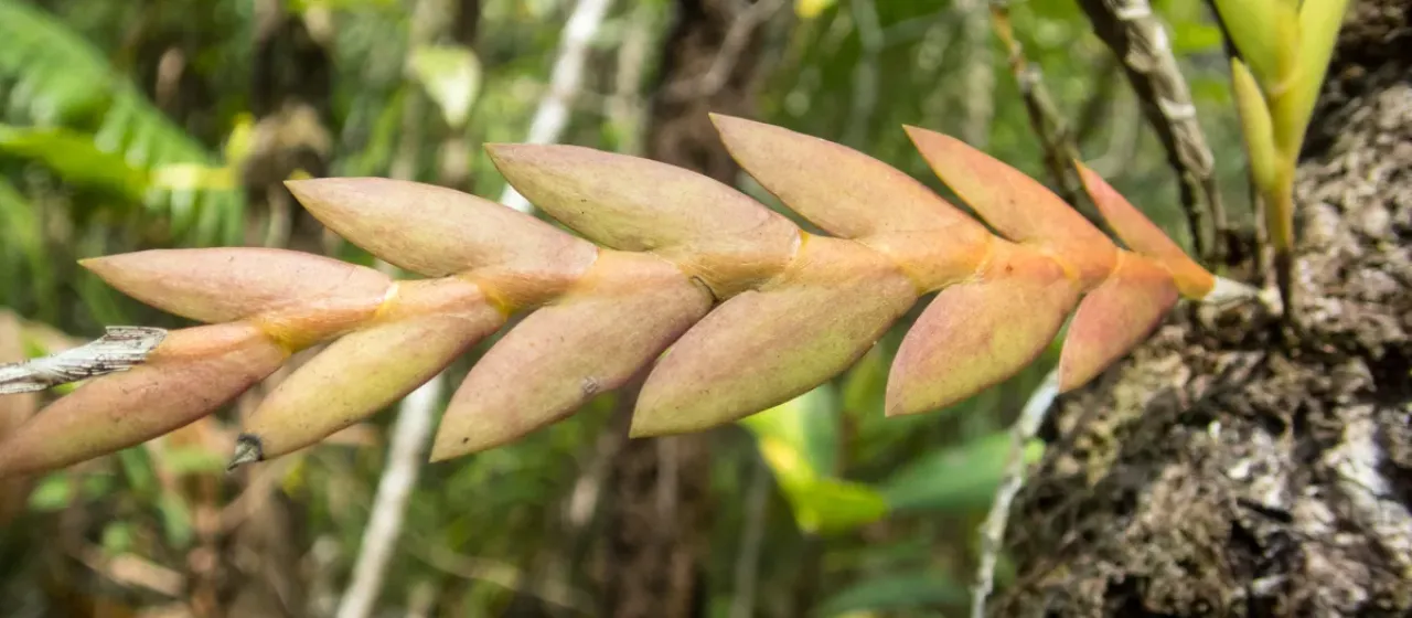 Dendrobium aloifolium