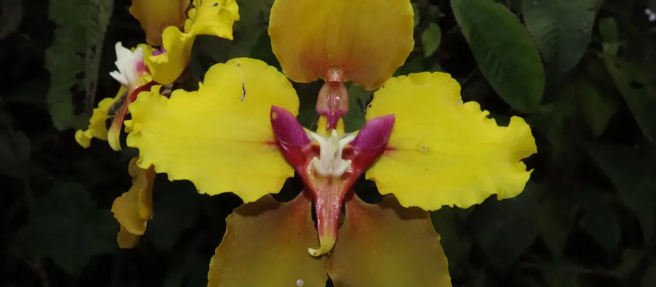 Cyrtochilum macranthum