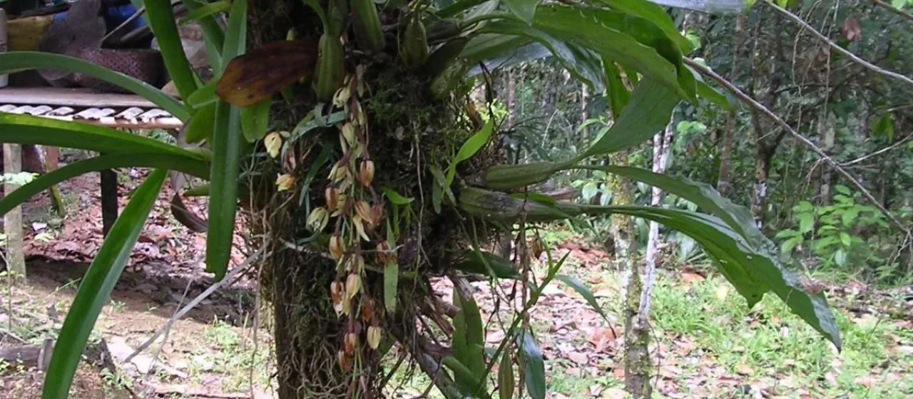 Coelogyne rochussenii