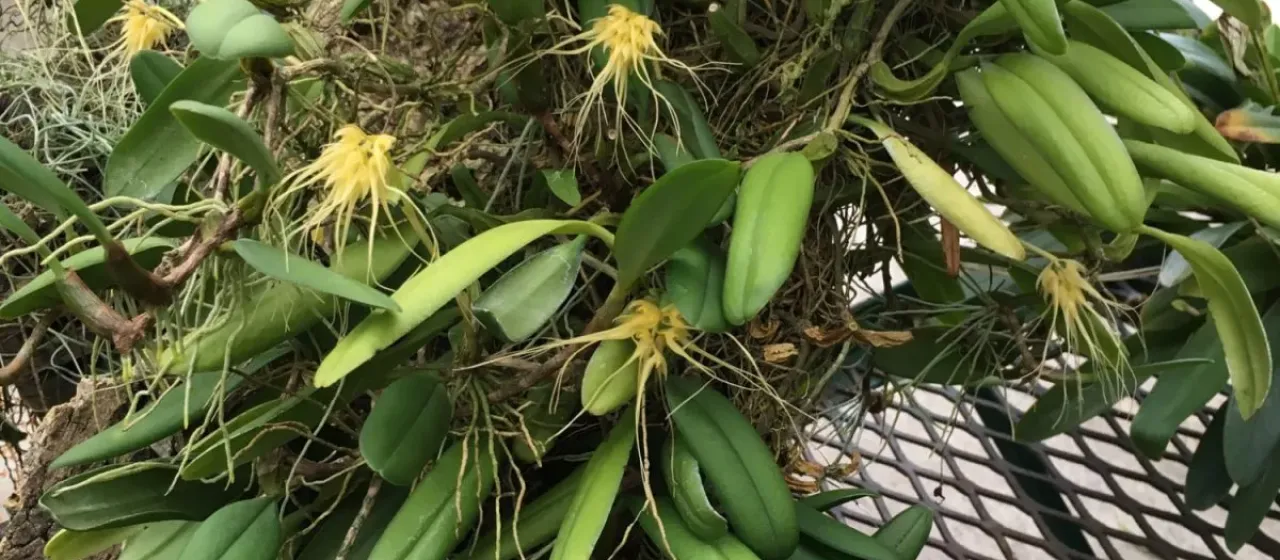 Bulbophyllum vaginatum