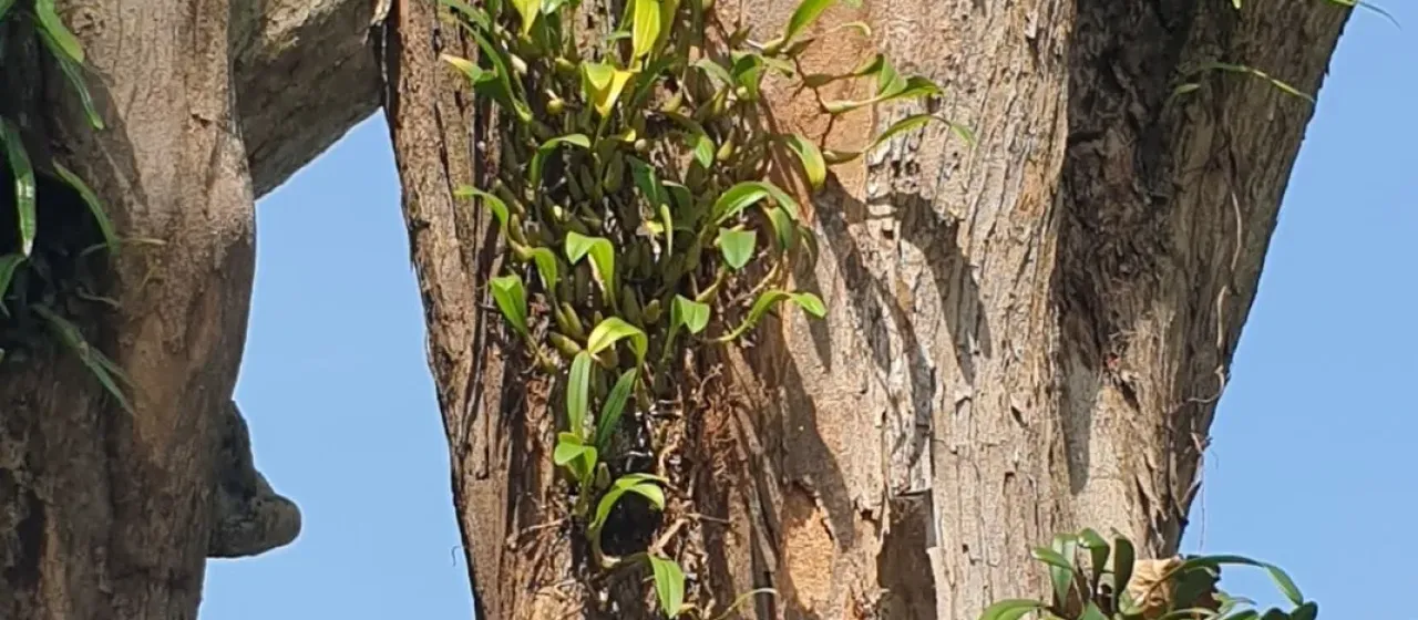 Bulbophyllum maxillare