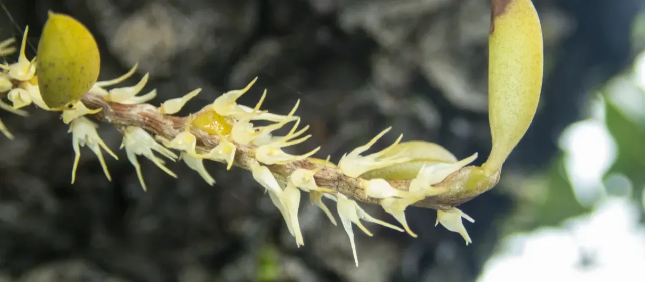 Bulbophyllum clandestinum