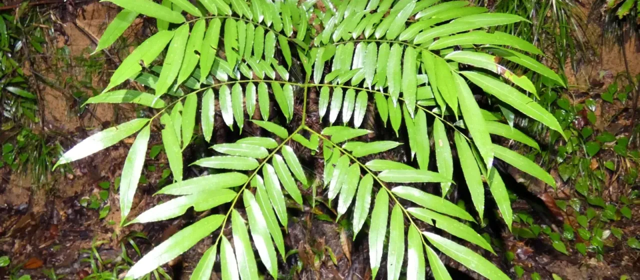 Ptisana oreades