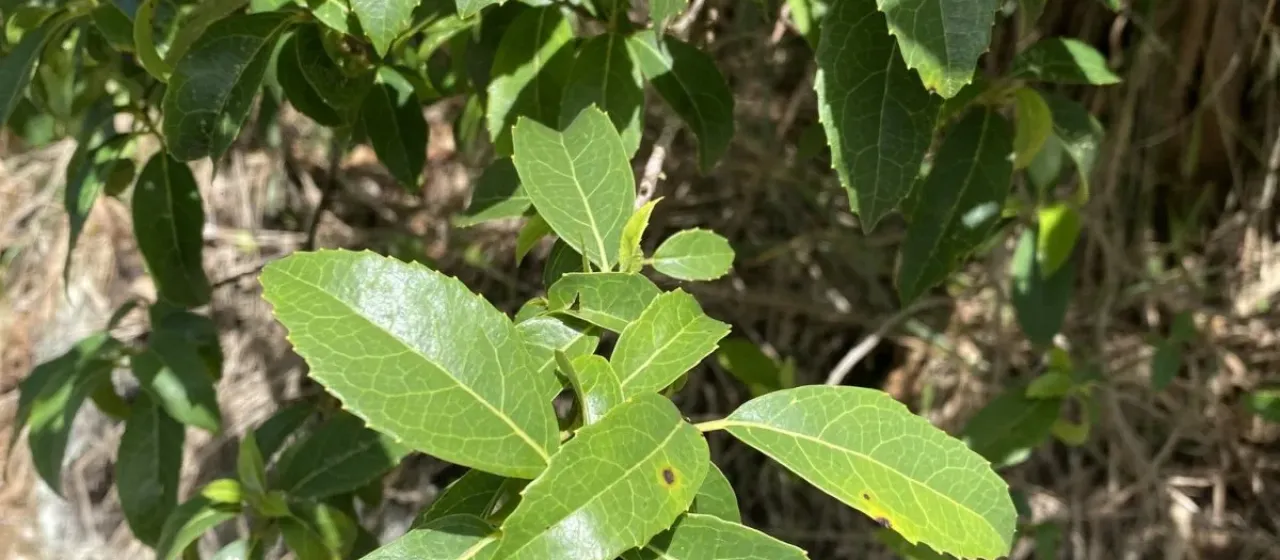 Native mulberry