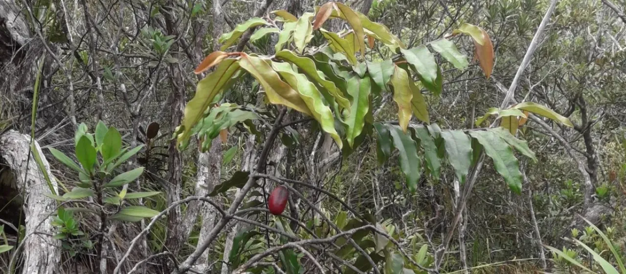 Large-fruited persimmon