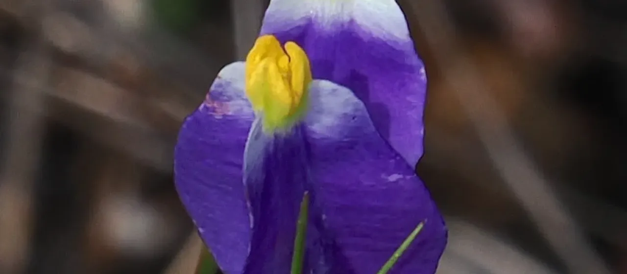 Burmannia bicolor
