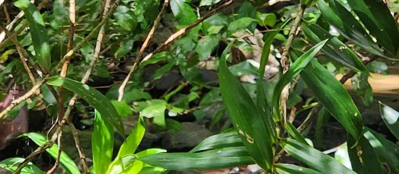Freycinetia scandens