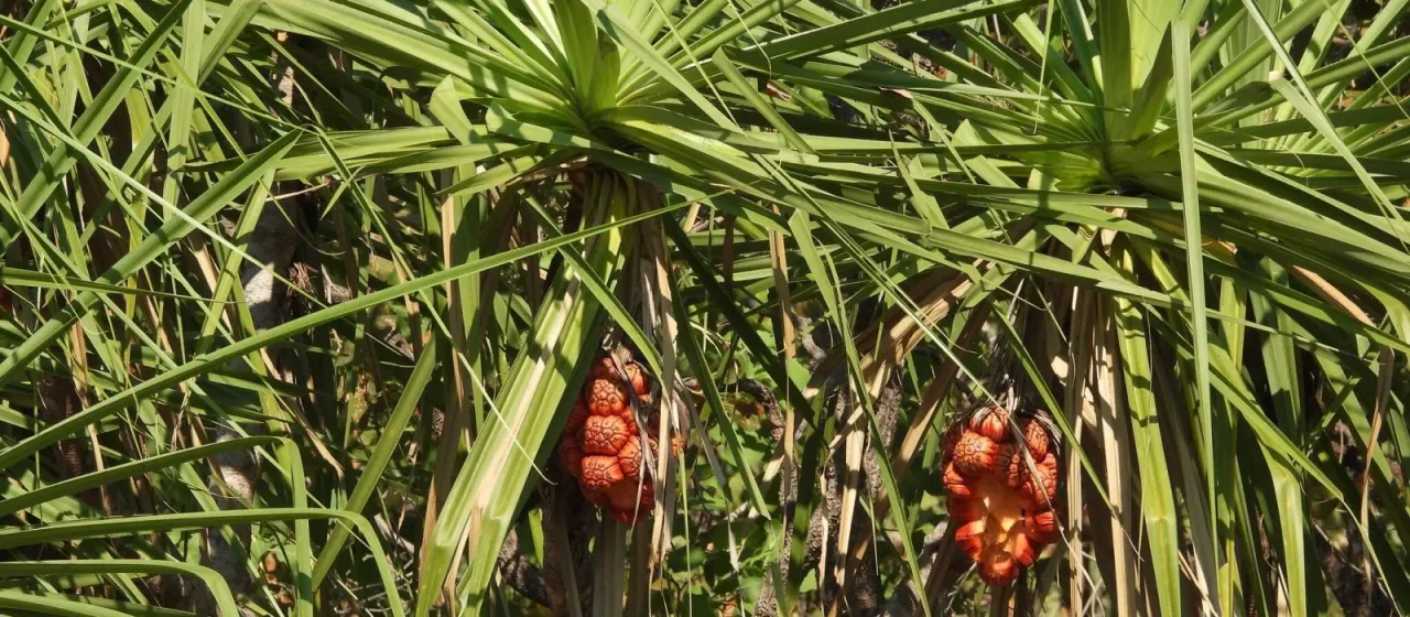 Pandanus spiralis
