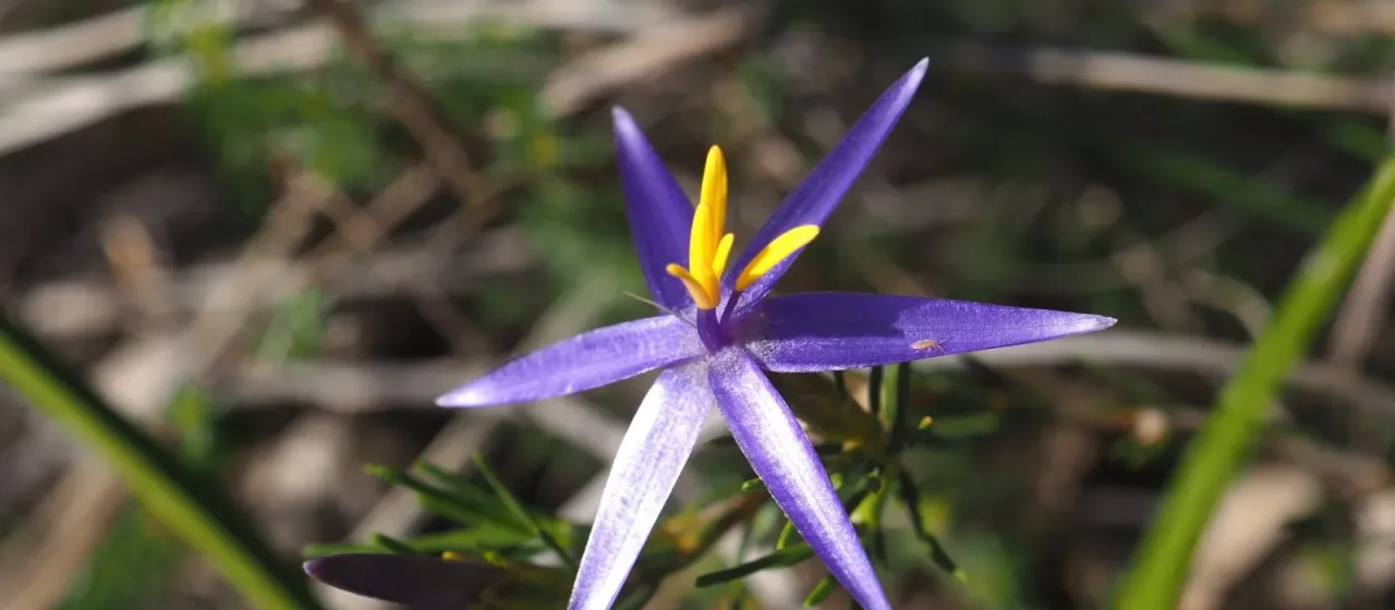 Blue tinsel lily