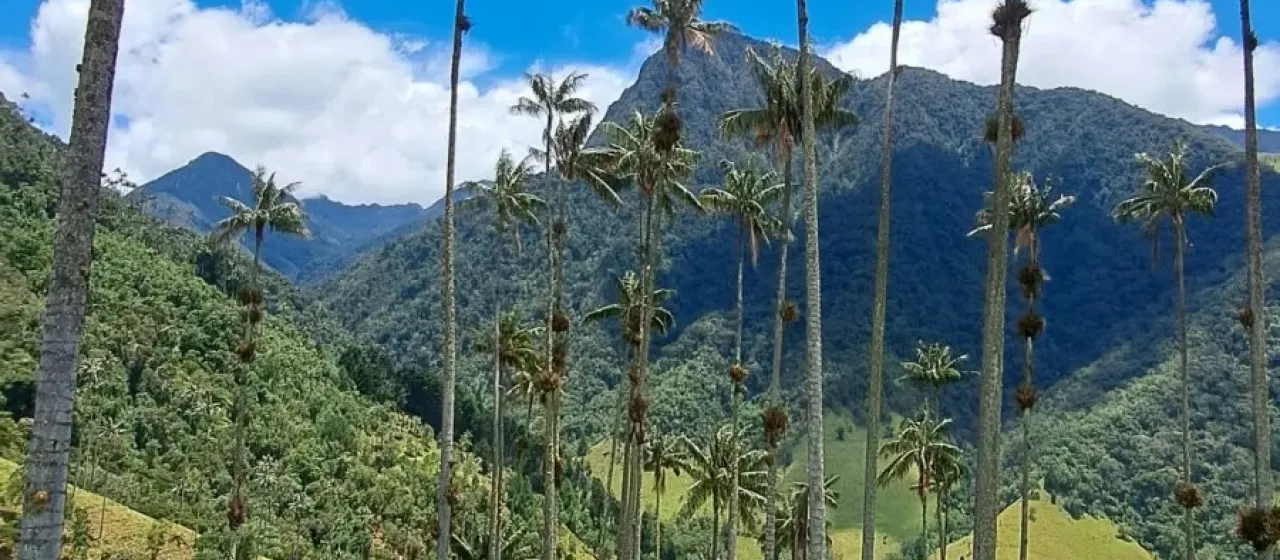 Quindío wax palm
