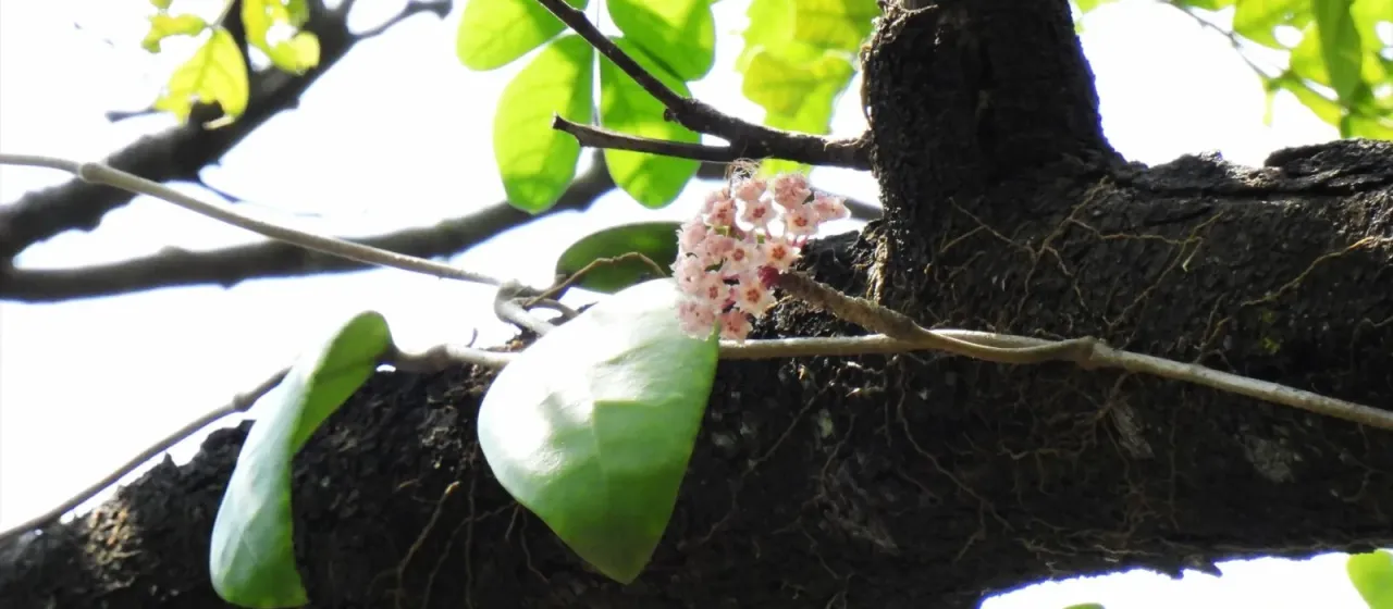 Hoya diversifolia