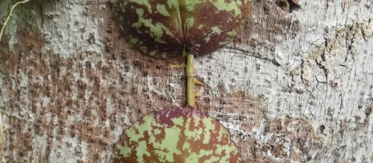 Hoya imbricata