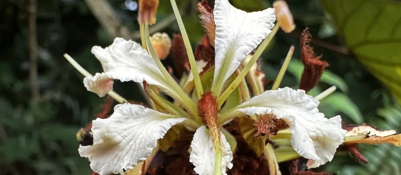 Phanera aureifolia