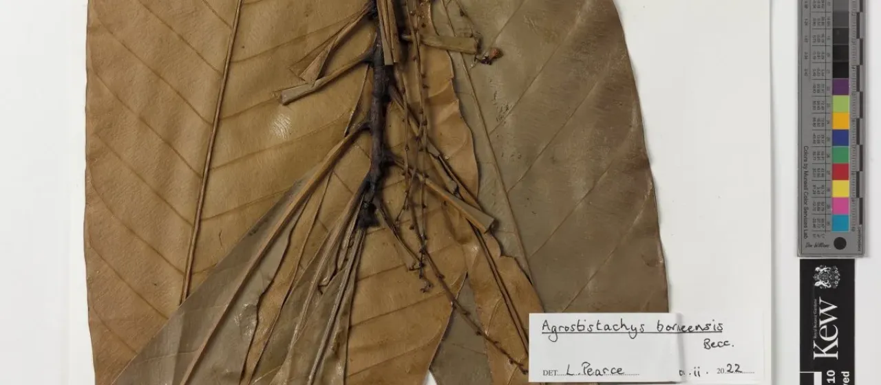 Agrostistachys borneensis