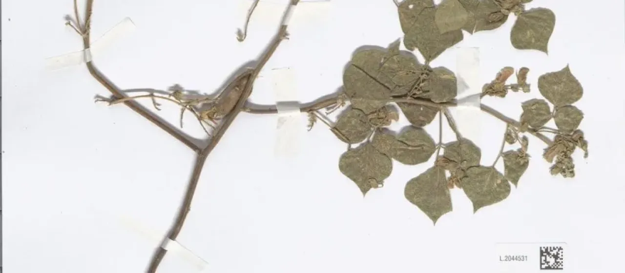 Rhynchosia bracteata