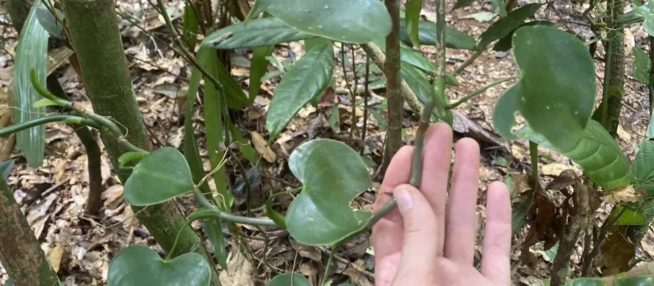 Philodendron grazielae