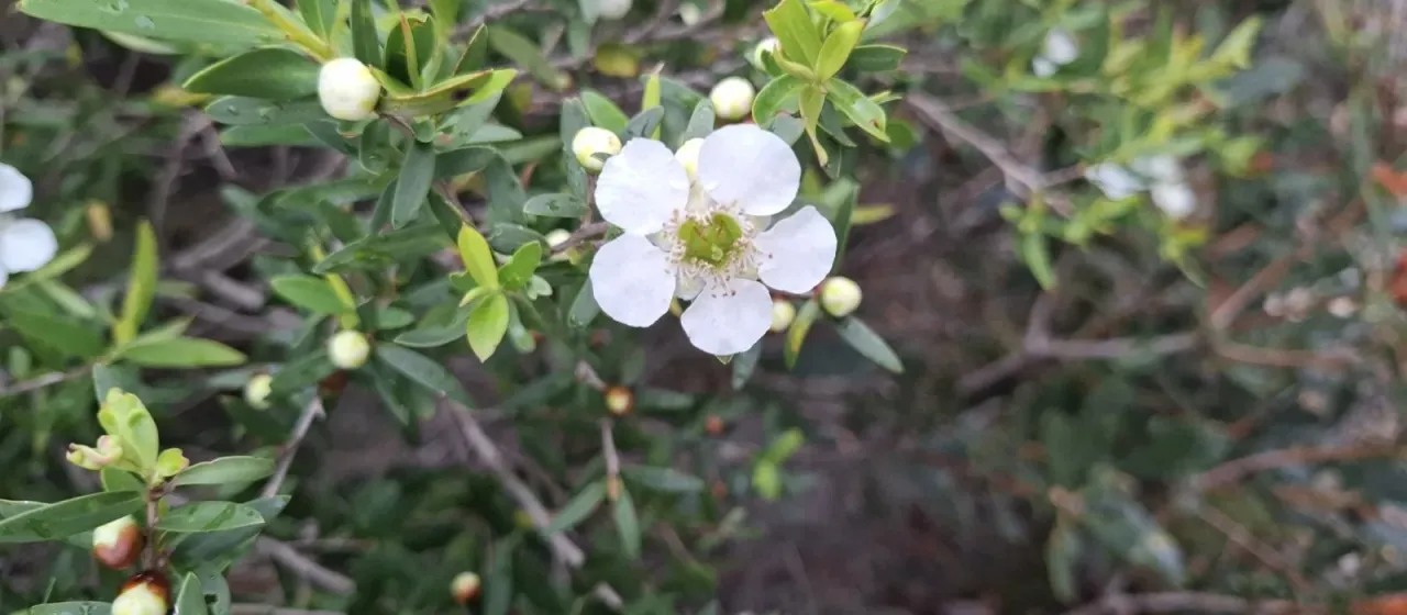 Jelly bush