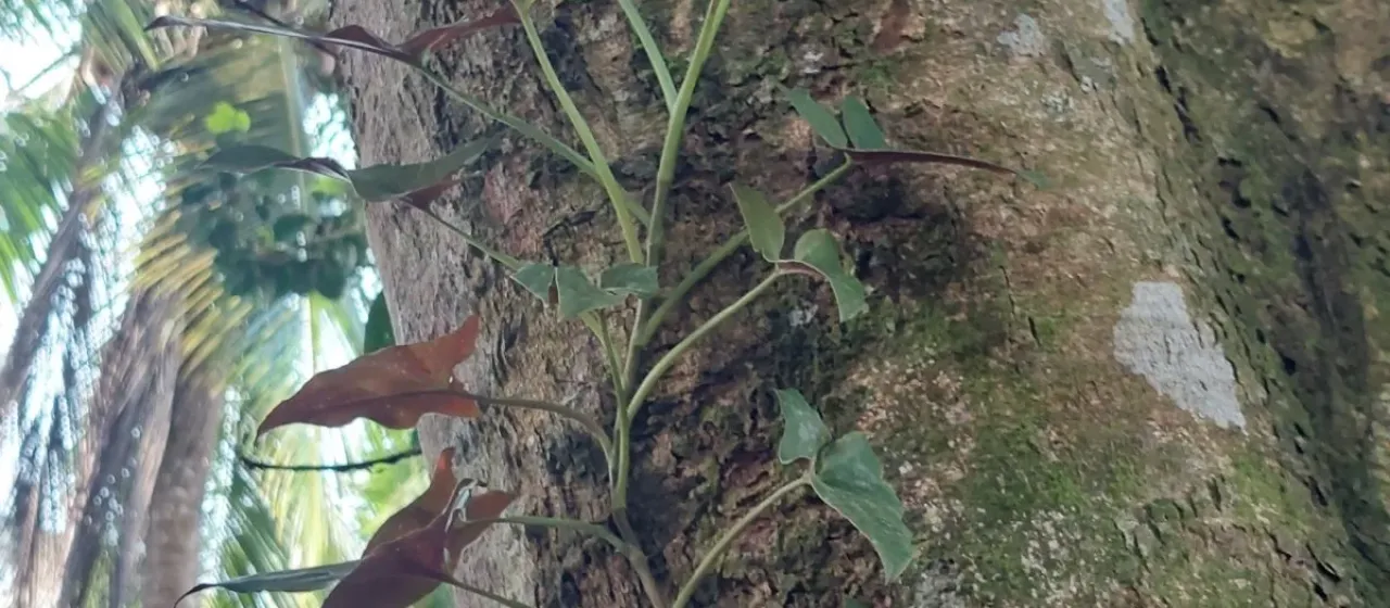Syngonium erythrophyllum