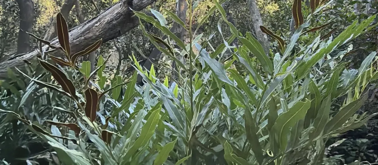 Mangrove fern