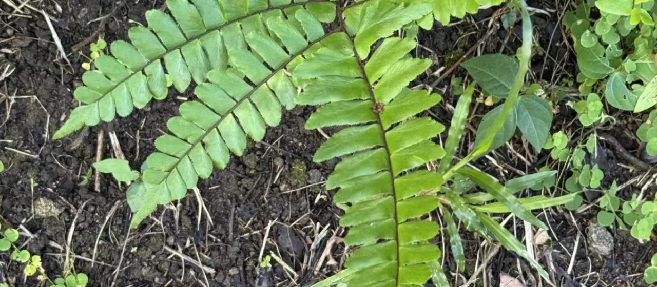 Broadleaf maidenhair fern