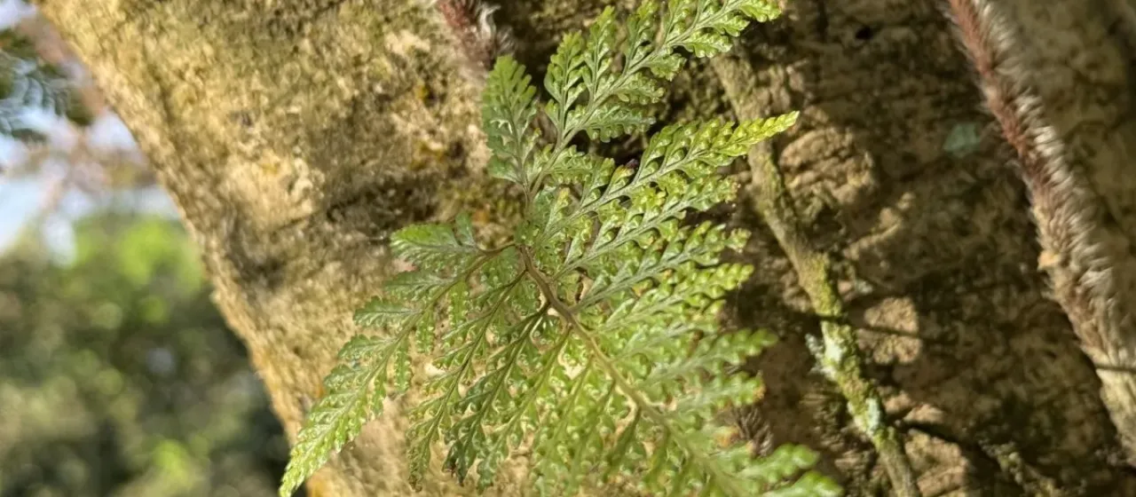Davallia griffithiana