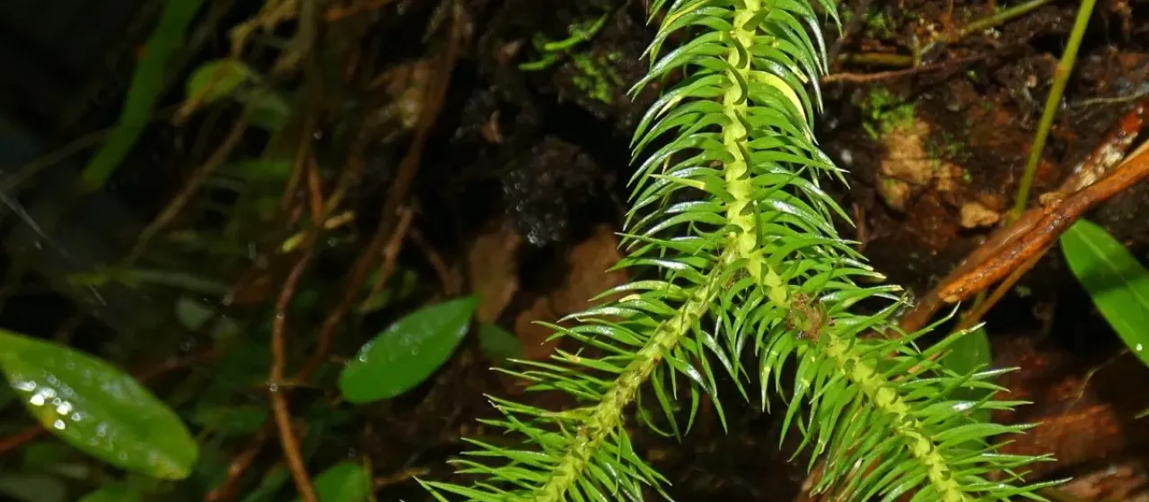 Phlegmariurus