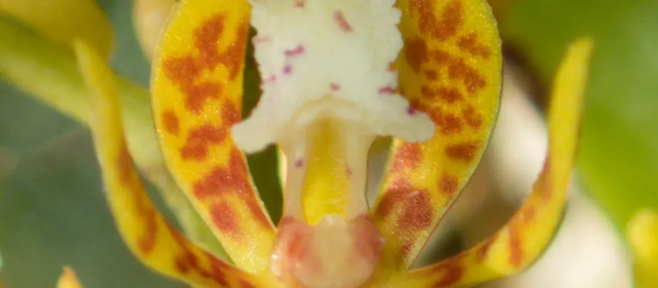 Acampe ochracea