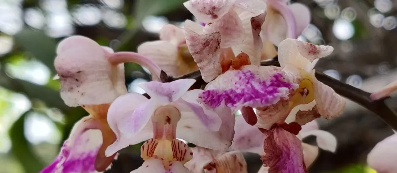 Aerides crispa