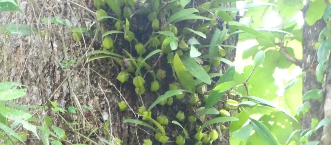 Bulbophyllum sterile