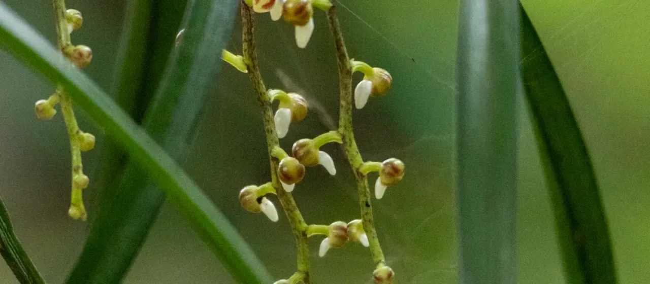 Cleisostoma tenuifolium