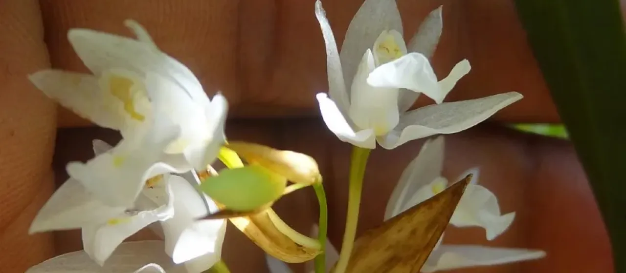Coelogyne breviscapa