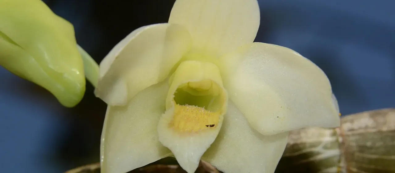 Dendrobium aqueum