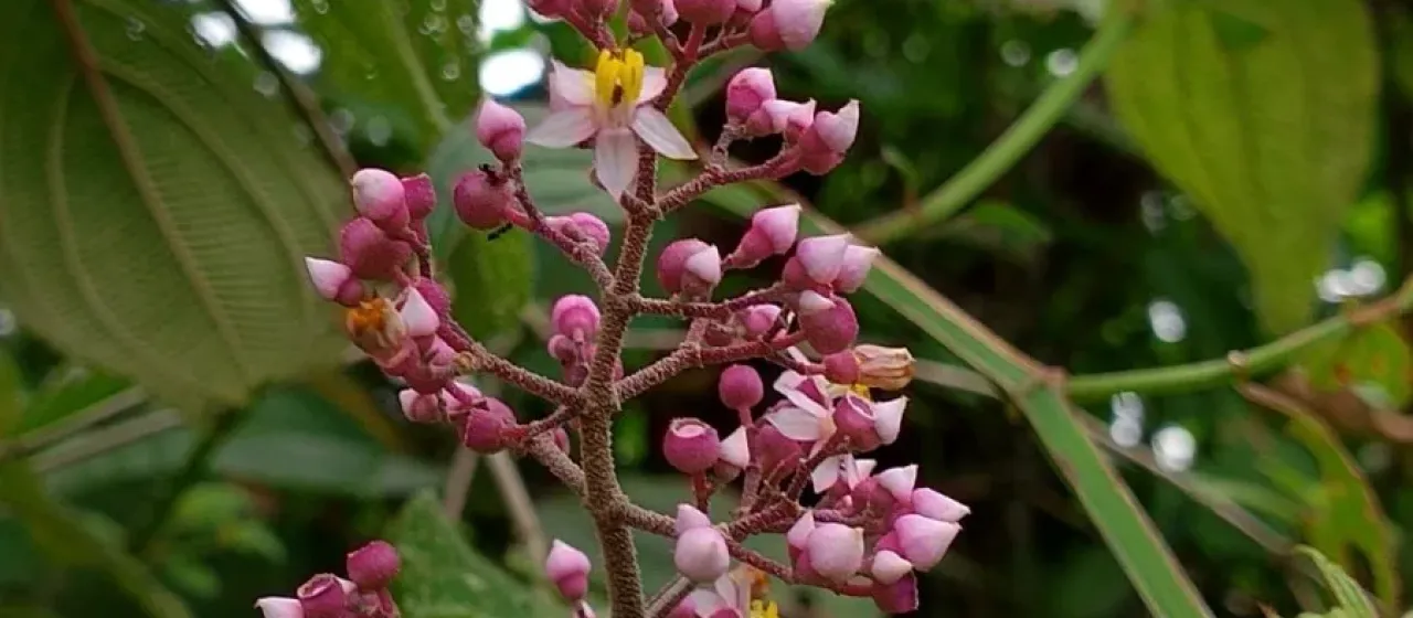Miconia subcrustulata