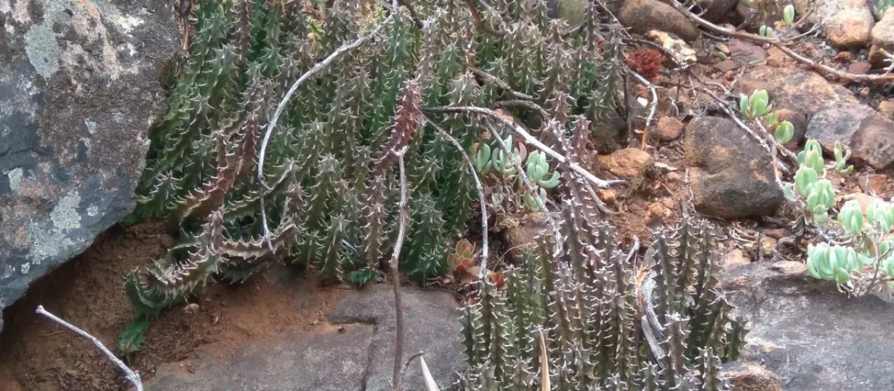Huernia reticulata