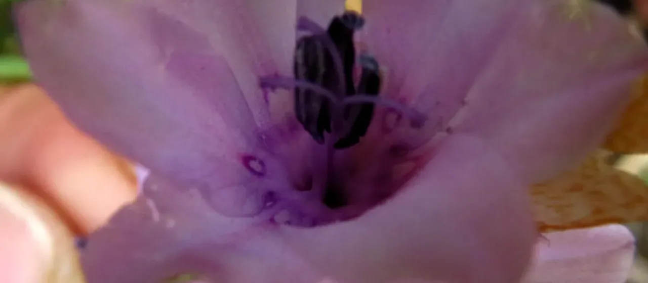 Dierama trichorhizum