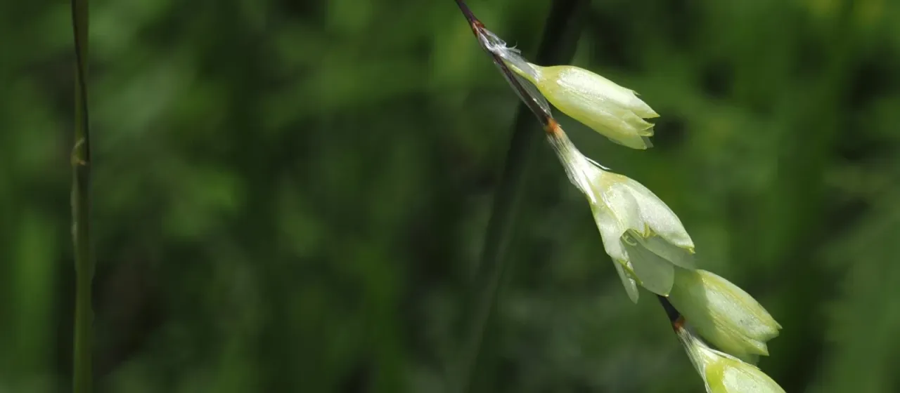 Silver wandflower