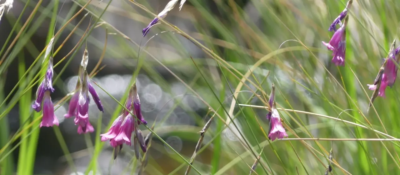 Dierama mossii
