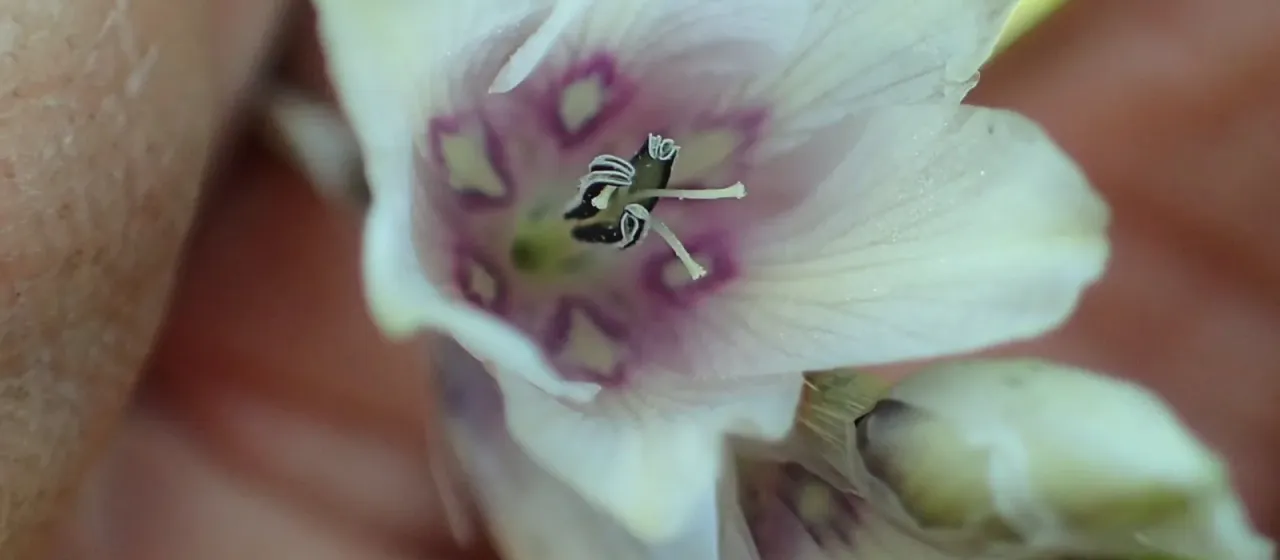 Dierama pallidum