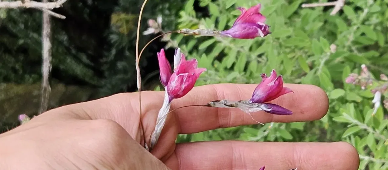 Dierama reynoldsii