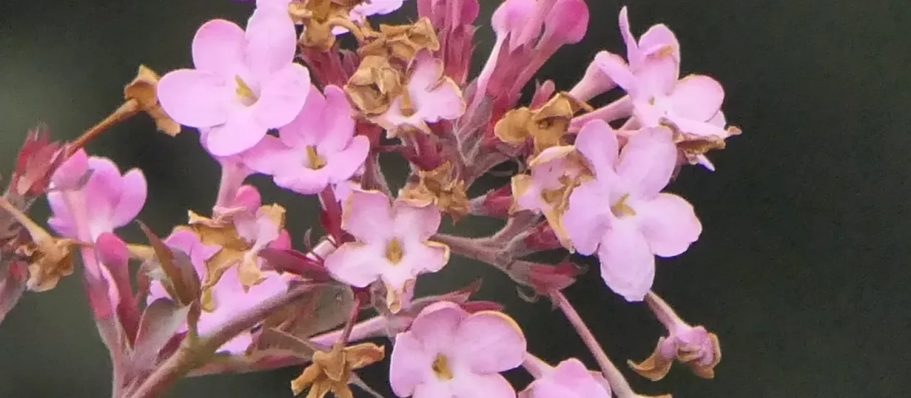 Himalayan Luculia