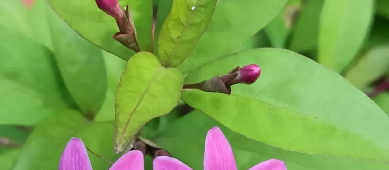 Pseuderanthemum laxiflorum