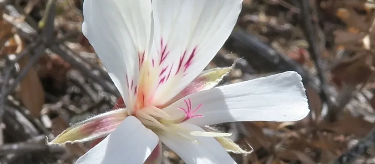 Pelargonium articulatum