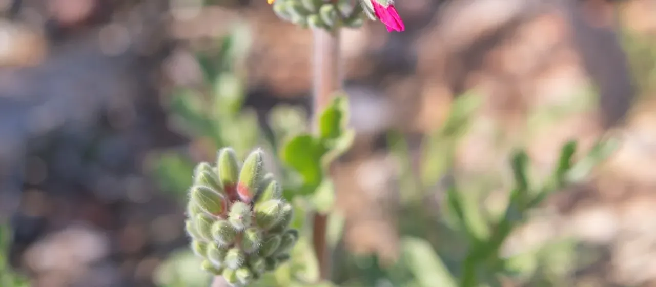Thick-stemmed pelargonium