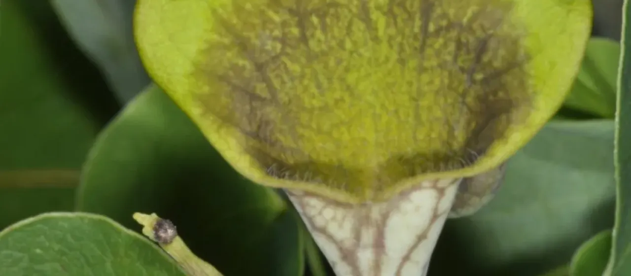 Aristolochia argentina