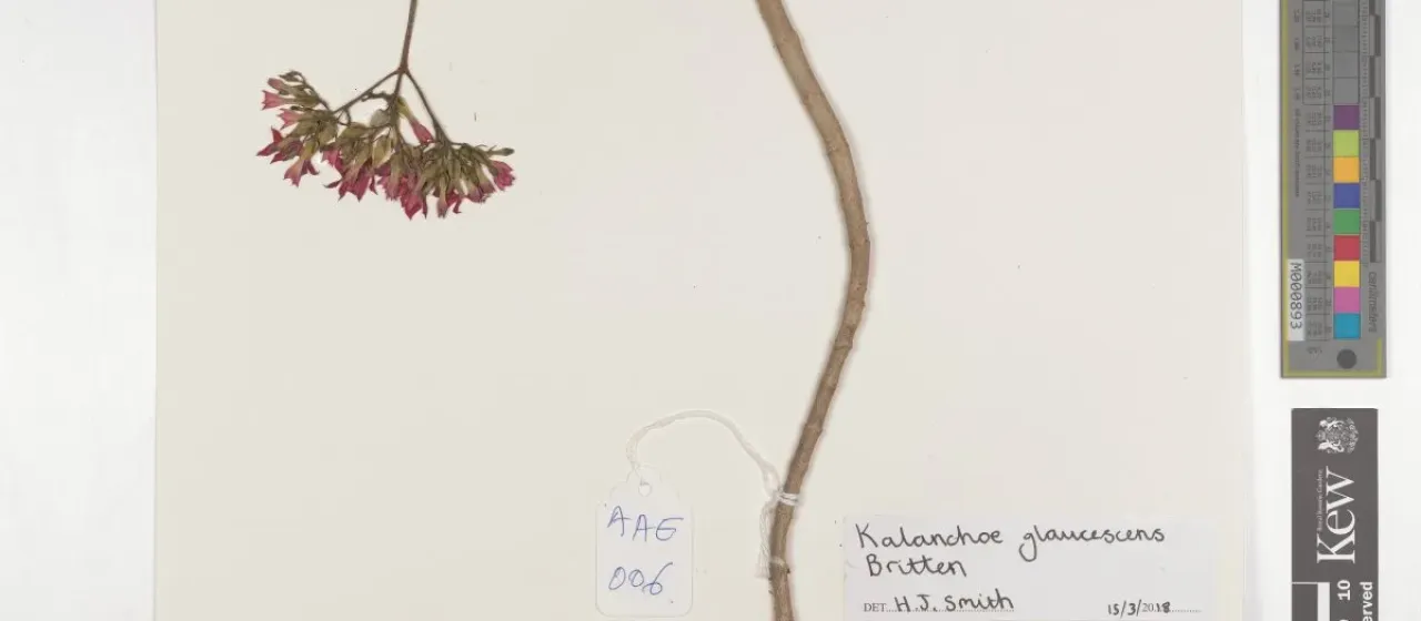 Kalanchoe glaucescens